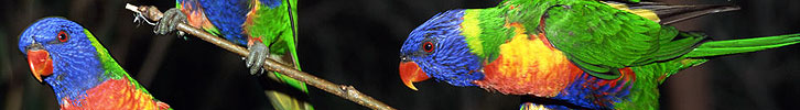 Birds