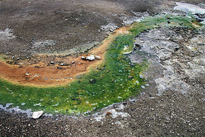Algae