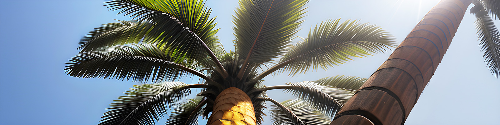 Palm Trees