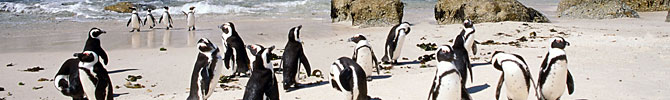 Linux